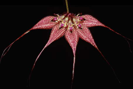 Bulbophyllum Vindobona 